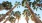 palm trees