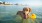 a dog in water
